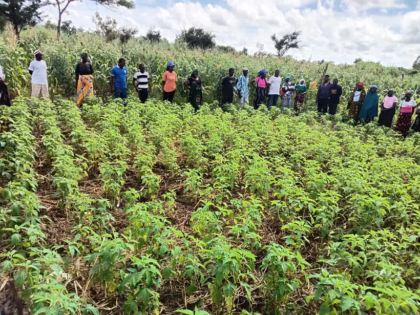 Membros da associação junto a um campo de feijoeiro em Bilibiza