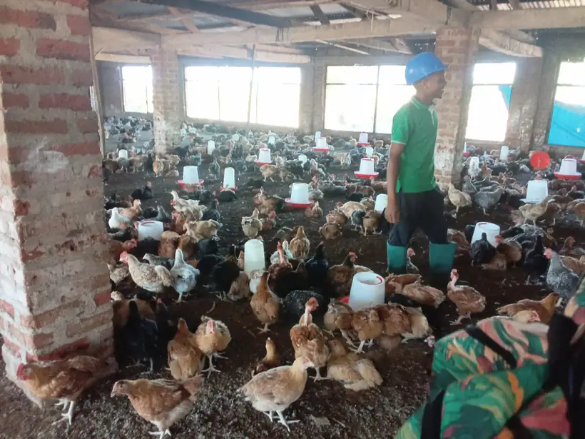 Interior do aviário com frangos de corte