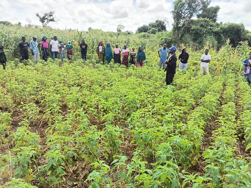Membros junto a um campo de leguminosas
