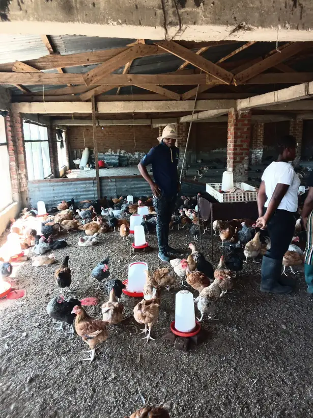 Frangos de corte no aviário, com comedouros e bebedouros