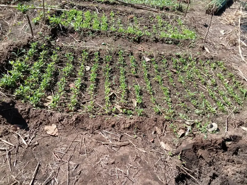 Fileiras de mudas plantadas em terra preparada
