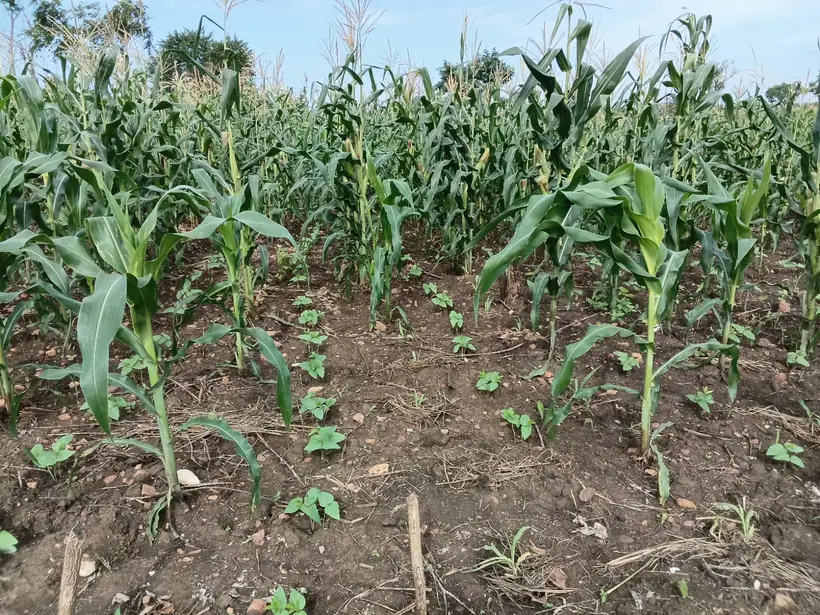 Campo de milho consociado com leguminosas
