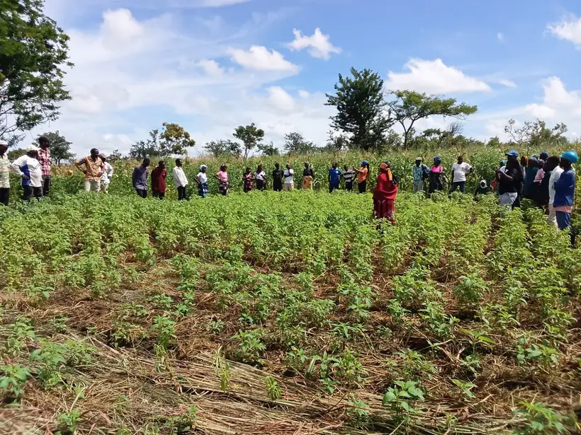 Associados junto a um campo verde em Bilibiza