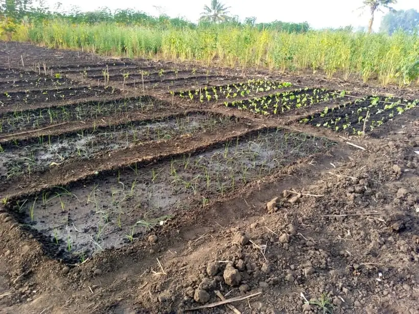 Canteiros irrigados com cebola e hortícolas